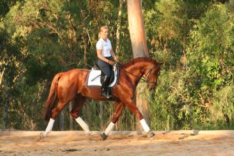 Horse training, Arabian halter training